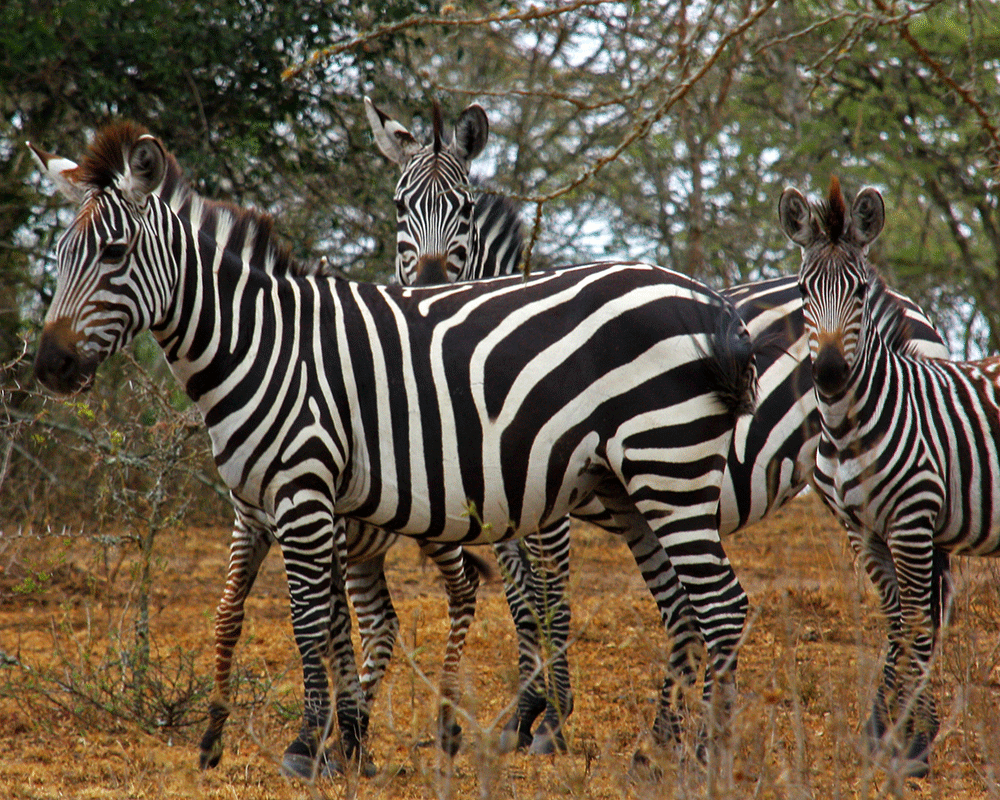 2-Day Lake Mburo National Park Safari