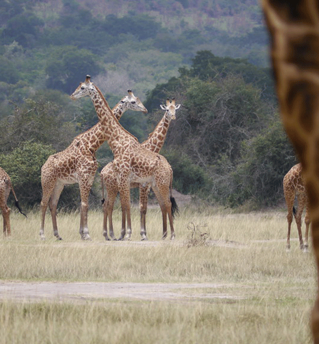 Akagera National Park 