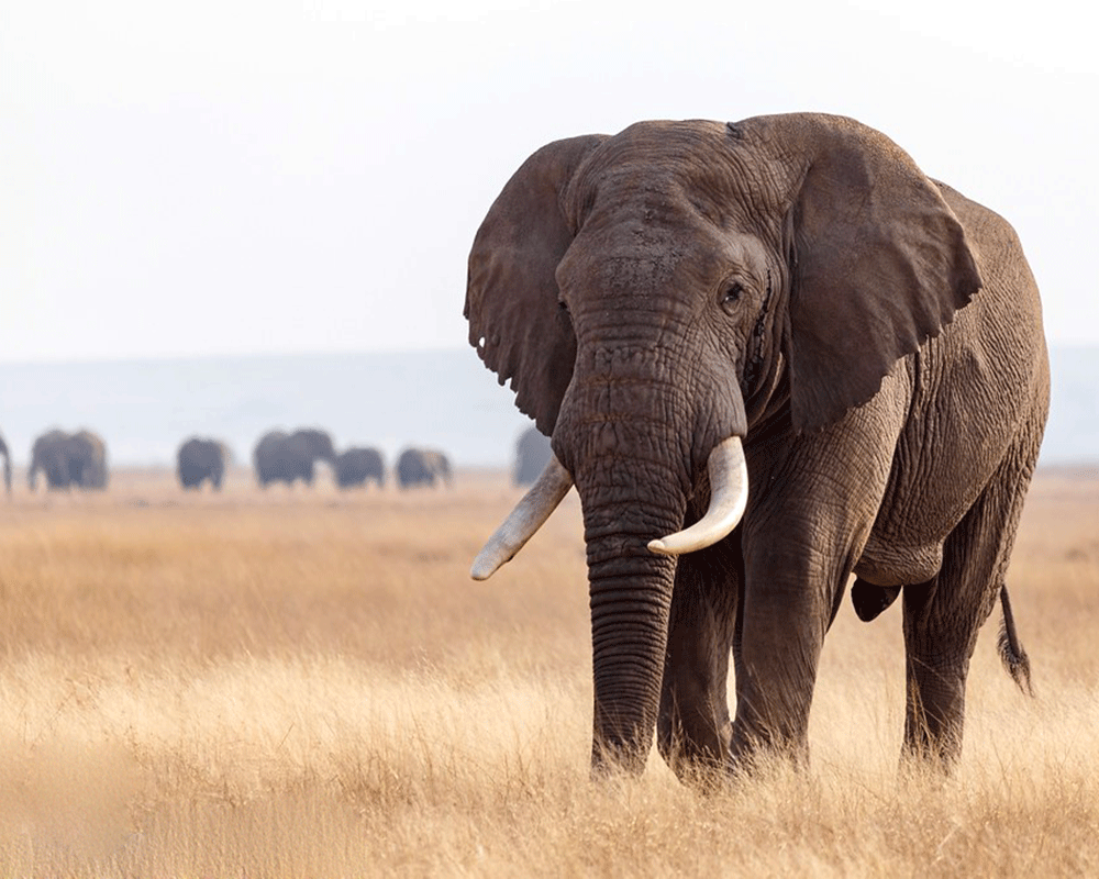 6-Day Amboseli, Lake Naivasha and Maasai Mara