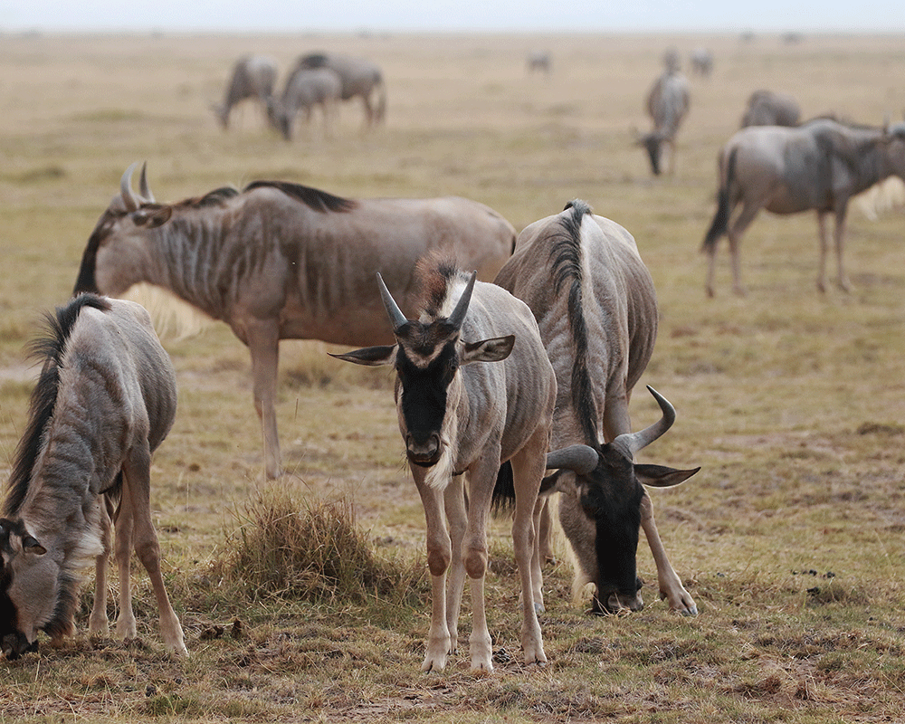 6-Day Best of Kenya Adventure