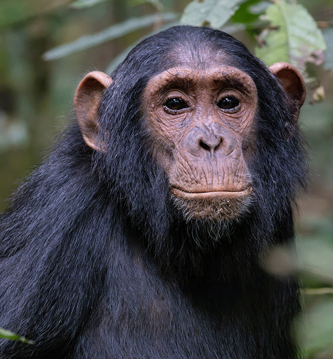 Chimpanzee Trekking
