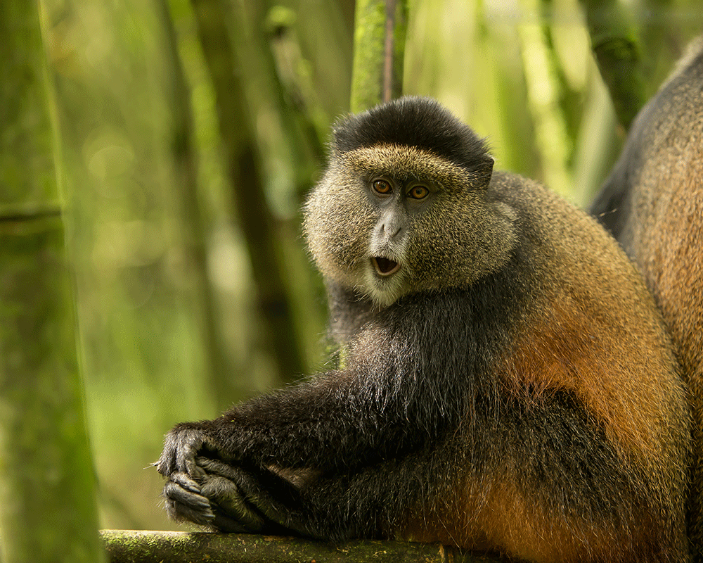 7-Day Rwanda Primates and Game Drives Safari