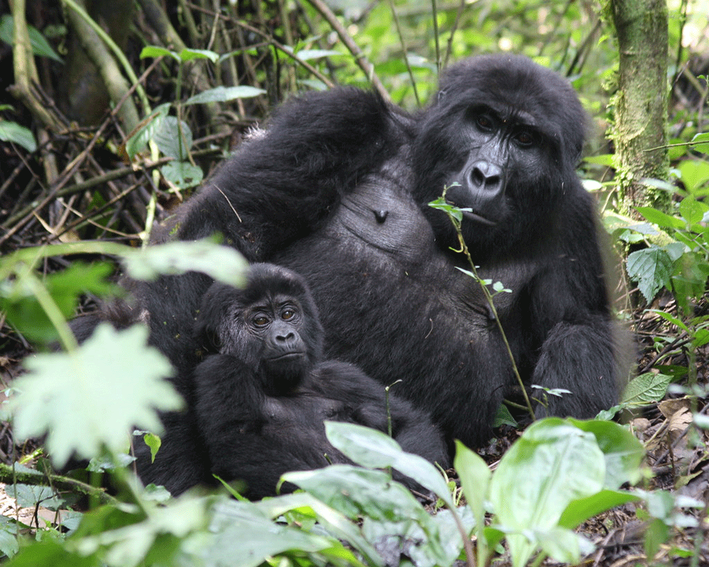 3-Day Uganda Gorilla Trekking via Kigali