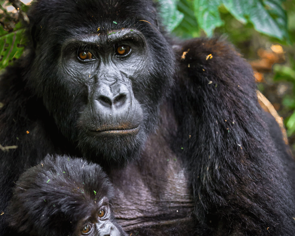 5-Day Uganda Gorilla & Wildlife Safari
