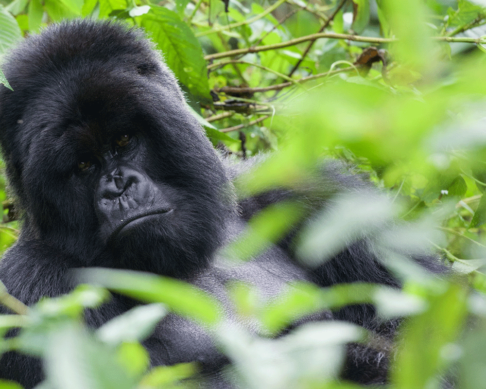 3-Day Rwanda Gorilla Trekking Tour