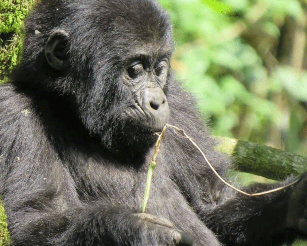 5-Day Uganda Gorilla & Wildlife Safari