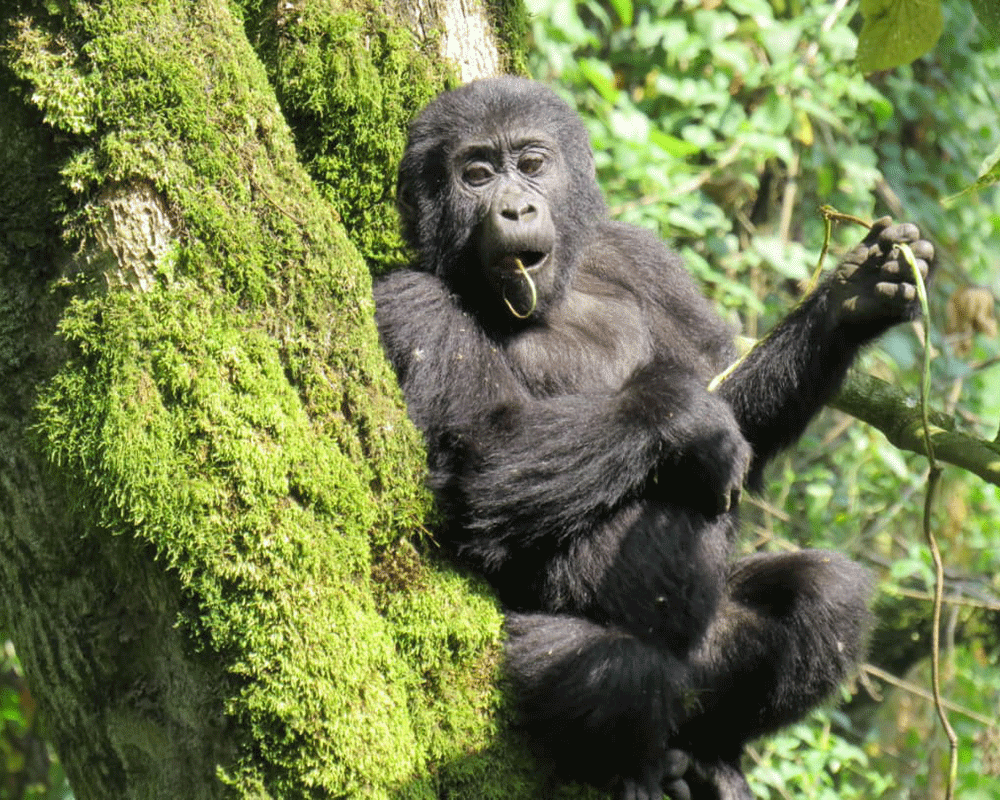 4-Day Uganda Gorillas Trekking Express Safari