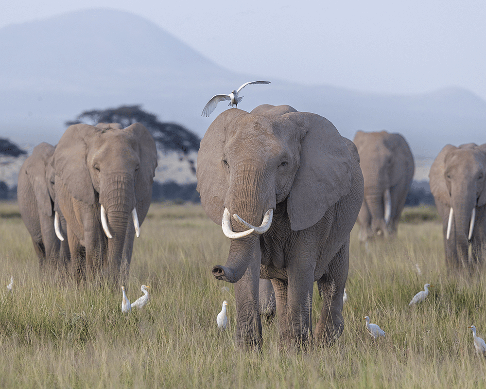 3-Day Safari in Amboseli National Park