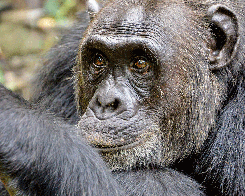 12-Day Uganda Gorillas, Chimps & Wildlife Safari
