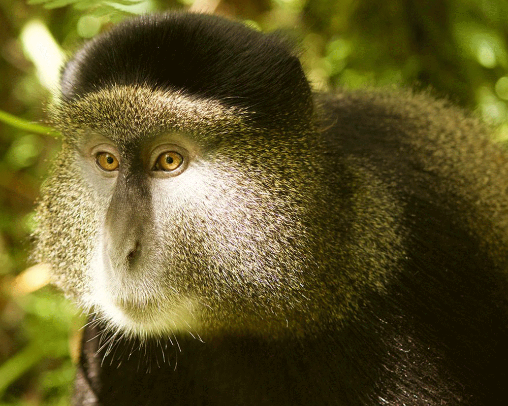 4-Day Rwanda Golden Monkey Trek and Bisoke Hike