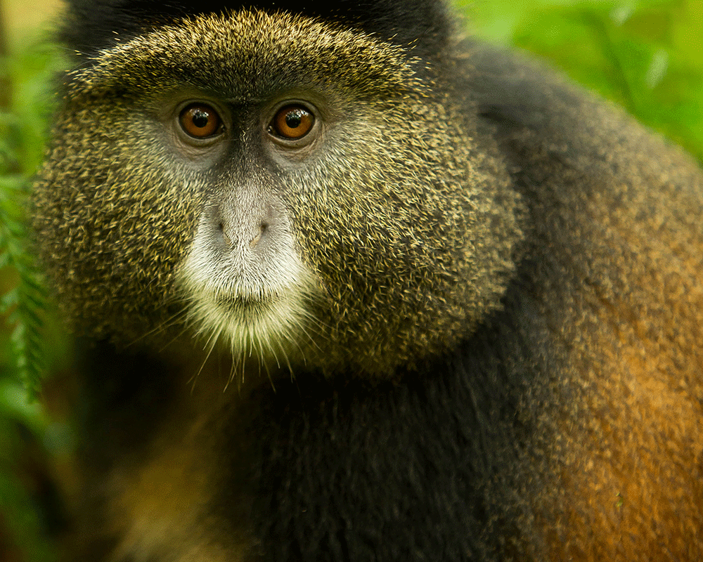 4-Day Gorilla and Golden Monkey Trekking in Rwanda