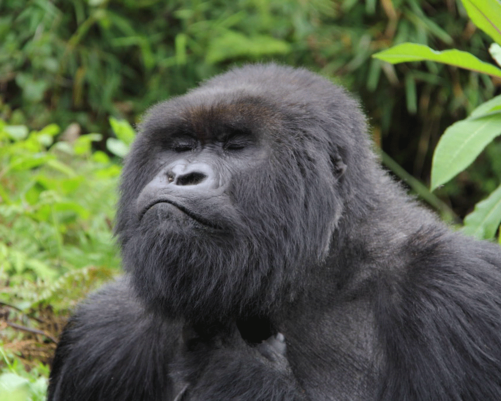 3-Day Rwanda Gorilla Trekking Tour