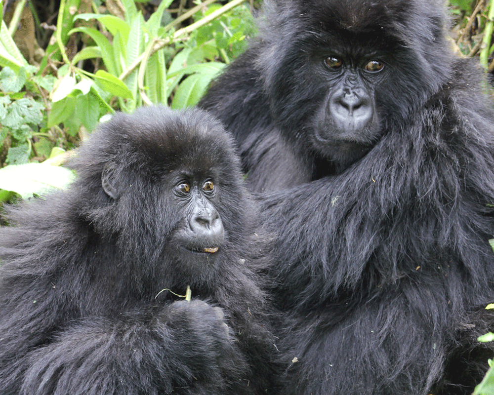 7-Day Rwanda Primates and Game Drives Safari