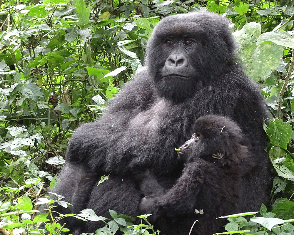 2-Day Rwanda Gorilla Trekking Safari