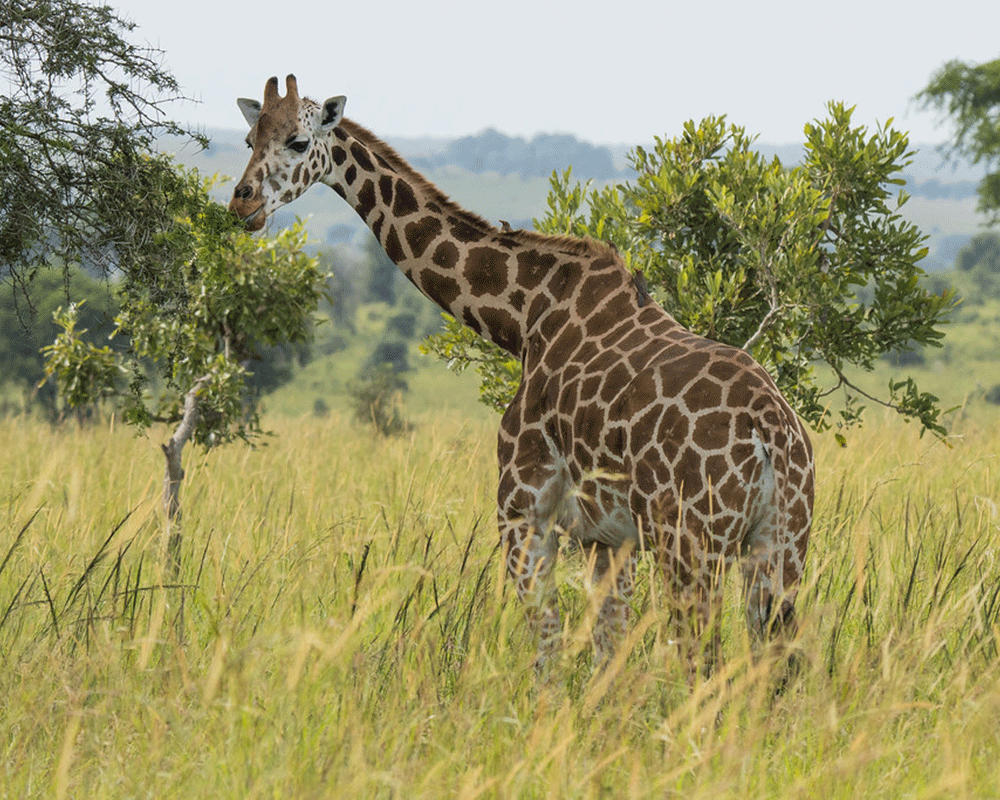 3-Day Kidepo Valley Wildlife Safari