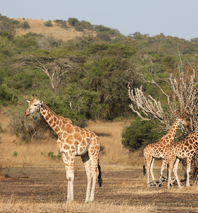 Lake Mburo National Park