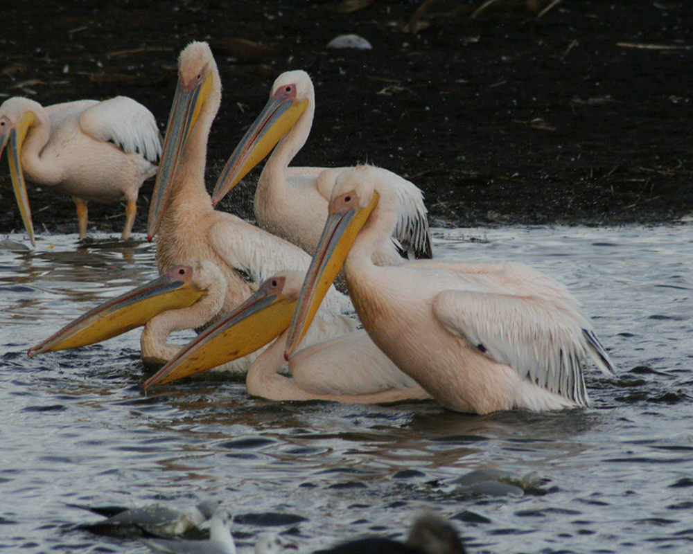 10-Day Samburu, Amboseli, Nakuru, Maasai Mara and Naivasha