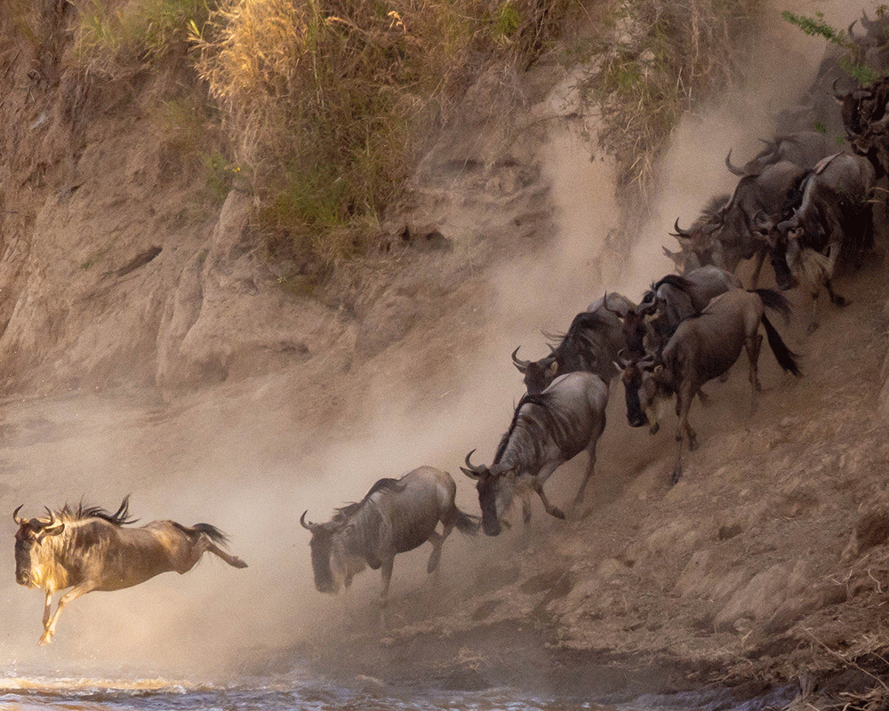 6-Day Amboseli, Lake Naivasha and Maasai Mara