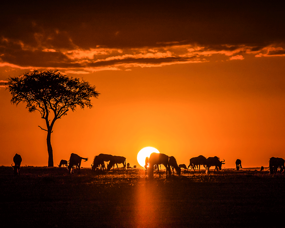 6-Day Amboseli, Lake Naivasha and Maasai Mara