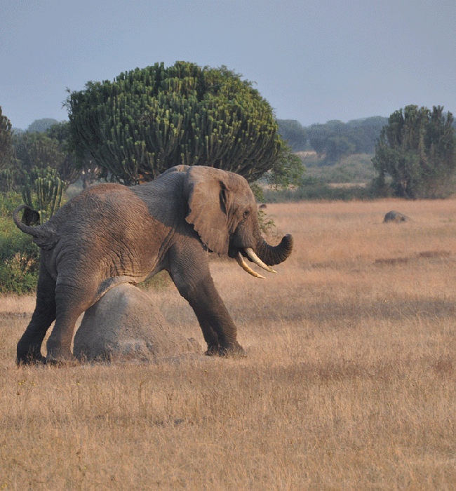 Queen Elizabeth National Park