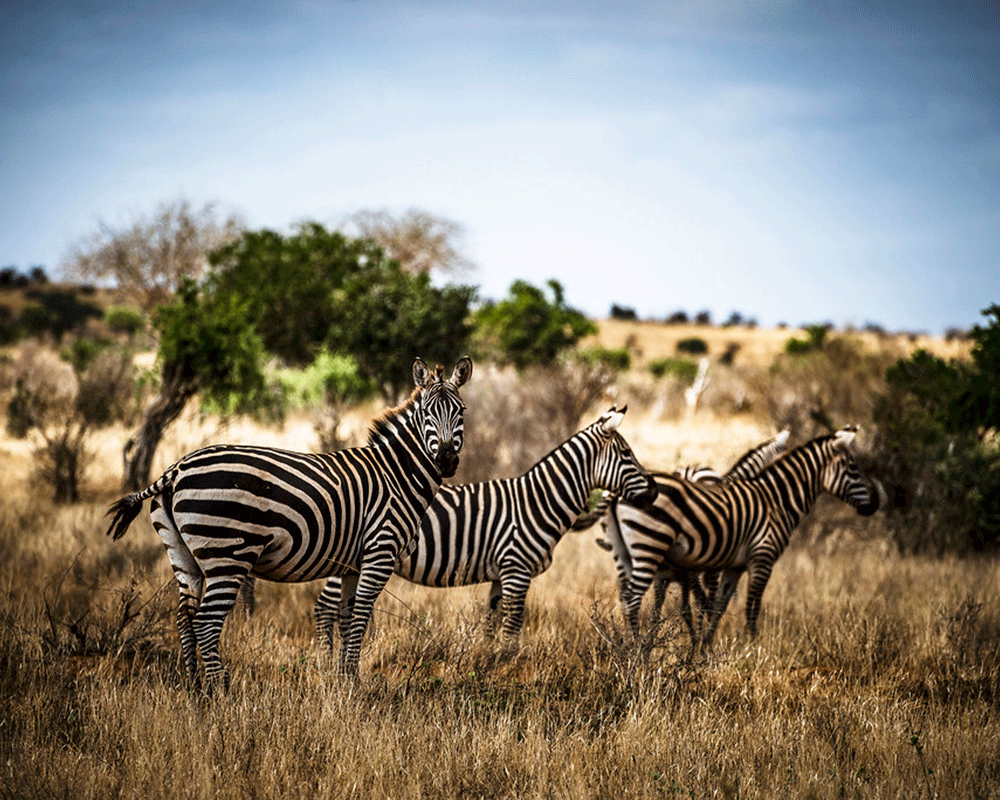 4-Day Tsavo East, Tsavo West and Amboseli Safari