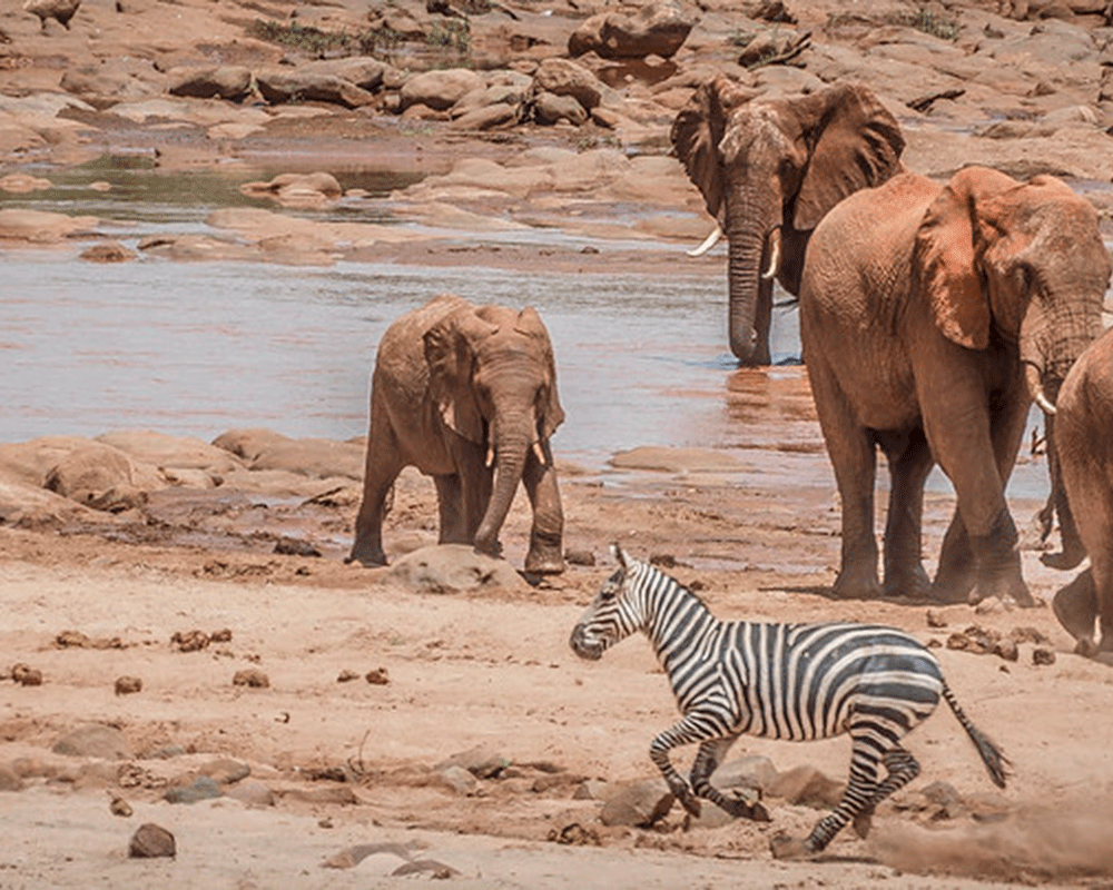 6-Day Best of Kenya Adventure